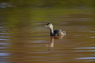 Least grebe (Tachybaptus dominicus) Pantanal Brazil