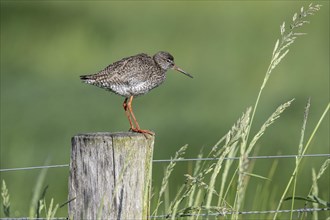 Common redshank (Tringa totanus), standing on a pole, Lower Saxony, Germany, Europe