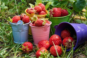 A bunch of strawberries are in a row of small buckets. The buckets are of different colors, and the