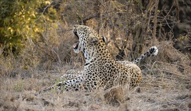 Leopard (Panthera pardus), yawning, lying in dry grass, adult, Kruger National Park, South Africa,