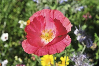 Single pink poppy flower (Papaver rhoeas), in macro shot in front of a blurred background,