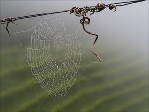 Spider's web with dewdrops, near Leibnitz, Styria, Austria, Europe