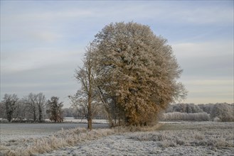 Some trees on a frost-covered meadow in a wintry landscape with clear sky, Frosty winter time in