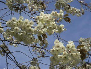 White flowers of a blossoming tree in front of a blue sky in spring, many colourful, blooming