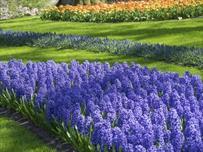 Dense bed of blue hyacinths in a well-kept garden, many colourful, blooming tulips in springtime in