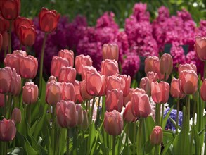 Pink and red tulips in a colourful flower bed, green leaves in the background, many colourful,