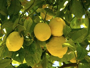 Branches with ripe yellow lemons on a green tree in the garden, palma de Majorca with its historic