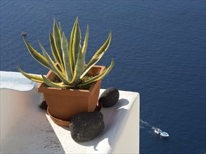 Close-up of a potted plant on a white balcony overlooking the sea, The volcanic island of Santorini