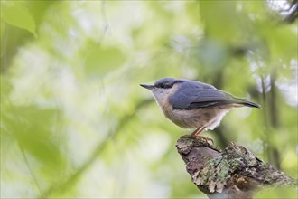 A eurasian nuthatch (Sitta europaea) sitting on a tree branch in the forest, surrounded by fresh