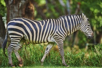 Plains zebra (Equus quagga) also known as common zebra (Equus burchellii) in a savanna, captive,