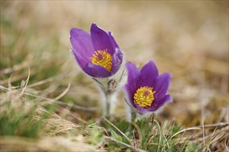 Close-up of pasque flower (Pulsatilla vulgaris) blossoms in spring, Bavaria, Germany, Europe