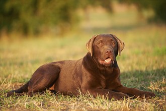 Close-up of a Labrador Retriever on a meadow in late summer