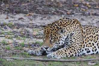 Jaguar (Panthera onca) Pantanal Brazil