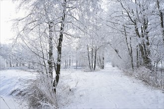 Landscape of a snow trail and frozen common alder (Tilia tomentosa) trees in winter, Bavaria,