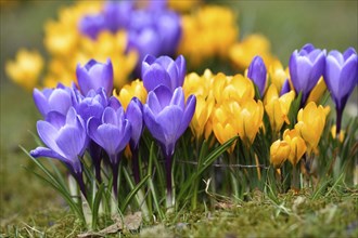 Spring Crocus or Giant Crocus (Crocus cultivars) flowering colourful in spring