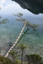 Landscape of a Scots pine (Pinus sylvestris) hanging over the water of a clear lake (Plansee) in