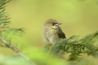 Close-up of a common chaffinch (Fringilla coelebs) youngster in a forest in early summer