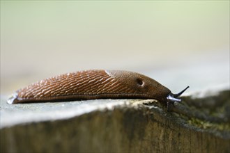 Close-up of a Spanish slug (Arion vulgaris) youngster in a forest in early summer