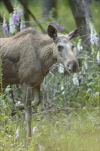 Close-up of a Eurasian elk (Alces alces) in a forest in early summer, Bavarian Forest National