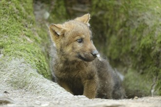 Close-up of a gray wolf (Canis lupus) puppy in a forest, captive, Bavaria, Germany, Europe