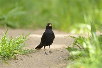 Close-up of a common blackbird (Turdus merula) on a meadow in spring