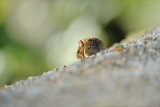 Close-up of a wood mouse (Apodemus sylvaticus) on a path in a forest in early summer