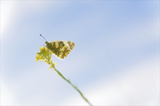 Butterfly perched on a flower with a blue sky in the background