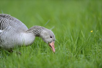 Close-up of a Greylag Goose (Anser anser) in a meadow in spring
