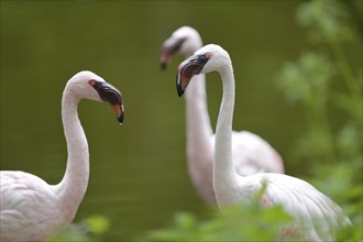 Close-up of a Lesser Flamingos (Phoenicopterus minor) in a little pond