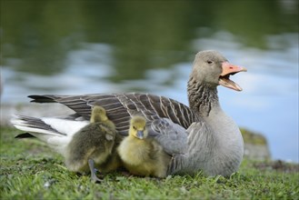 Close-up of a Greylag Goose (Anser anser) mother with her chick in spring