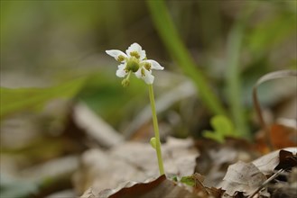 Close-up of a One-flowered Wintergreen (Moneses uniflora) blossom in a forest in spring, Upper