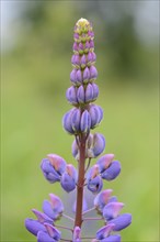 Close-up of narrow-leafed lupin or blue lupin (Lupinus angustifolius) blossoms in spring