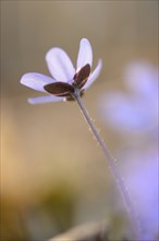 Close-up of a Common Hepatica (Anemone hepatica) blossom in a forest on a sunny evening in spring