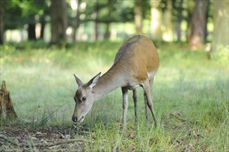 A Red deer (Cervus elaphus) female at the edge of the woods