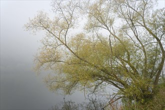 Deciduous trees, willows (Salix) in the fog on the banks of the Moselle, Rhineland-Palatinate,