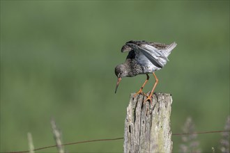 Common redshank (Tringa totanus), standing on a pole, Lower Saxony, Germany, Europe