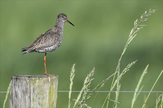 Common redshank (Tringa totanus), standing on a pole, Lower Saxony, Germany, Europe