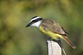 Great kiskadee (Pitangus sulphuratus), seen in Buenos Aires, Argentina, South America