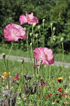 Single pink poppy (Papaver rhoeas), in macro shot in front of a blurred background, Stuttgart,