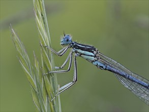 Dragonfly, Common blue damselfly (Enallagma cyathigerum), close-up with focus stacking, at Sulmsee,