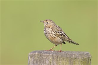 Meadow Pipit (Anthus pratensis) sitting on a pasture fence, Wildlife, Nature photography, Huede,