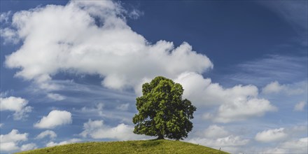 Single English oak (Quercus robur), near Legau, Allgaeu, Bavaria, Germany, Europe