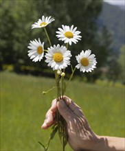 Bouquet of flowers, marguerites (Leucanthemum)