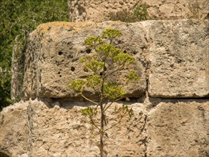 Close-up of a wall with large stones and a growing plant in the foreground, Tunis in Africa with