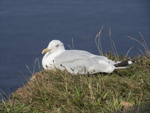 Seagull sitting on a grassy shore leading to the calm sea, Heligoland, Germany, Europe