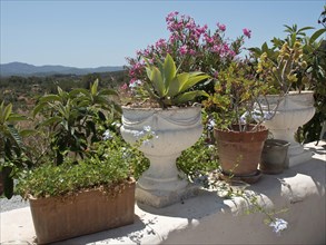 Flower pots with various plants on a sunny terrace with views of the countryside, ibiza, Spain,