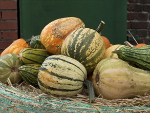 Various green and orange striped pumpkins on straw, placed outside, many colourful pumpkins for