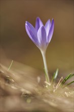 Close-up of lilac Crocus blooming in spring, Bavaria, Germany, Europe