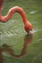 Close-up of a greater flamingo (Phoenicopterus roseus) in late summer