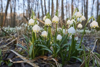 Close-up of spring snowflake (Leucojum vernum) blooming in spring, Bavaria, Germany, Europe